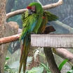 Military Macaw